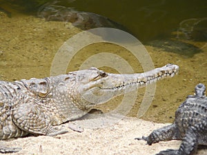 Australian freshwater crocodile