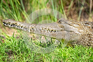 Australian Freshwater Crocodile