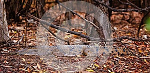 Australian Freshwater Crocodile