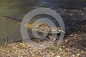 Australian Freshwater Crocodile, crocodylus johnstoni, Adult eating Fish, Australia