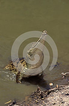 Australian Freshwater Crocodile, crocodylus johnstoni, Adult emerging from Water