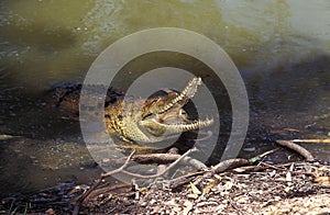 Australian Freshwater Crocodile, crocodylus johnstoni, Adult with Open Mouth, Defensive Posture, Australia