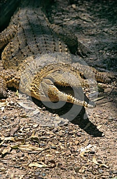 Australian Freshwater Crocodile crocodylus johnstoni, Adult with Open Mouth, in Defensive Posture, Australia