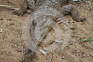 Australian Freshwater Crocodile