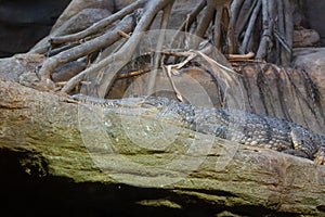 Australian freshwater crocodile waiting for its prey