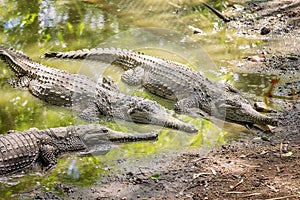 Australian Freshwater Crocodiles