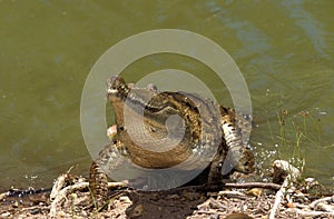 AUSTRALIAN FRESWATER CROCODILE crocodylus johnstoni, ADULT EMERGING FROM WATER, AUSTRALIA