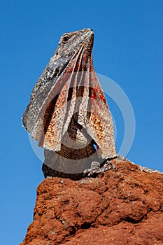 Australian Frilled Lizard