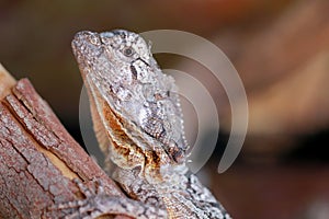 Australian frilled neck lizard