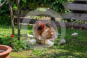 Australian Frizzle hen with chicks Gallus gallus domesticus photo