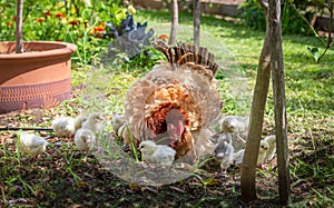 Australian Frizzle hen with chicks Gallus gallus domesticus exploring garden photo