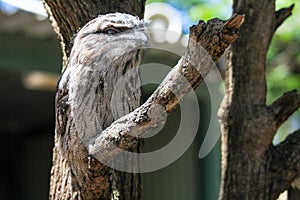 Australian frogmouth nightjar hiding with his feather camouflage on the branch, Sydney Australia