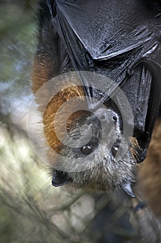 An Australian fruit bat