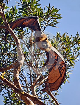 Australian Fruit Bat (Flying Fox)