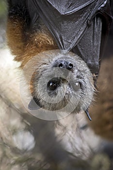 An Australian fruit bat