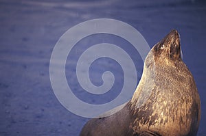 Australian Fur Seal, Arctocephalus pusillus doriferus