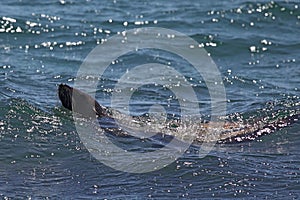 Australian fur seal (Arctocephalus pusillus)