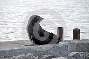 Australian fur seal