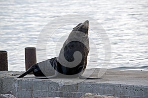 Australian fur seal