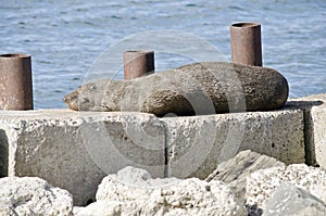 Australian fur seal