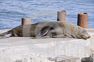 Australian fur seal