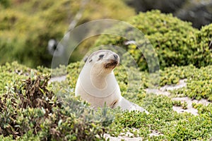 Australian fur seal at Seal Bay Conservation Park, Kangaroo Island