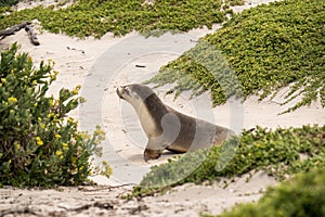 Australian fur seal at Seal Bay Conservation Park, Kangaroo Island