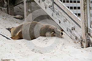 Australian fur seal at Seal Bay Conservation Park, Kangaroo Island