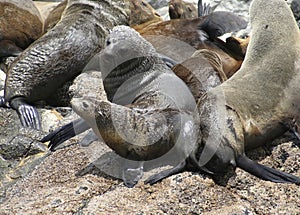 Australian fur seal cow and pup