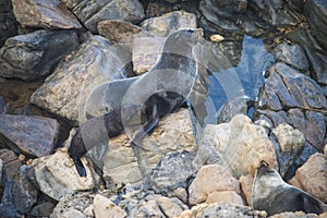 Australian fur seal family sunbathing on Kangaroo Island, South Australia