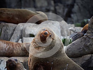 Australian Fur seal colony