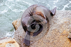 Australian Fur Seal in Narooma Australia