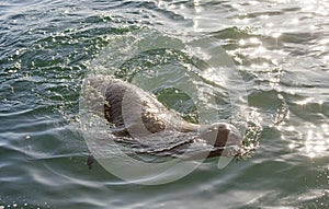 Australian fur seal off the coast of Tasmania.