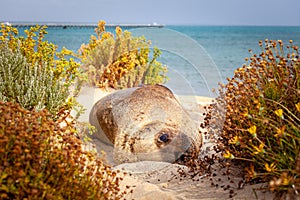 Australian fur seal resting in coastal sand.