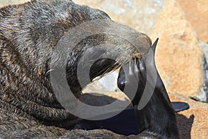 Australian Fur Seal (Sea Lion)