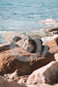 Australian fur seal sitting on a rock.