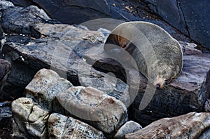 Australian fur seal sleeping on the rocks