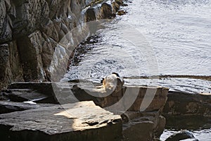 Australian fur seal sunbathing