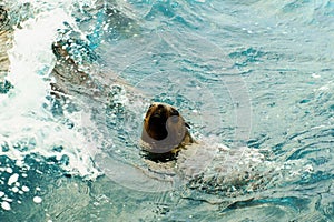 Australian fur seal swimming.