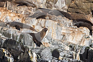 Australian fur seals sunbathing at the Friars near Bruny Island