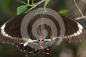 Australian Fuscous Swallowtail Butterfly Papilio fuscus