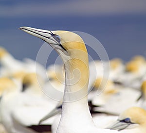 Australian Gannet photo