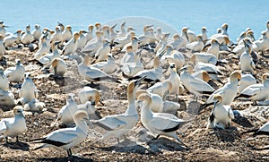The Australian gannet birds colony at Cape Kidnappers in Hawke\'s Bay region of New Zealand.