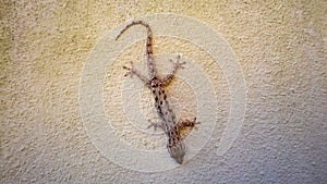 Australian gecko on white rendered wall