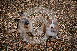 Australian and German Shepherd best friends sitting next to each other on walk in woods. Autumn portrait of two dogs in