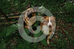 Australian and German Shepherd are best friends on walk in woods posing and waiting for treat. Two dogs are sitting in forest in