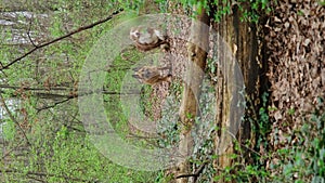 Australian and German Shepherd run through a green spring forest and jump synchronously over a fallen tree. Two active