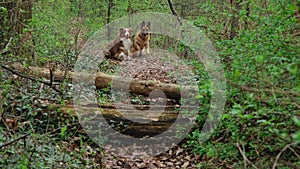 Australian and German Shepherd run through a green spring forest and jump synchronously over a fallen tree. Two active