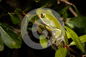 Australian giant treefrog hanging on a tree branch with blur background