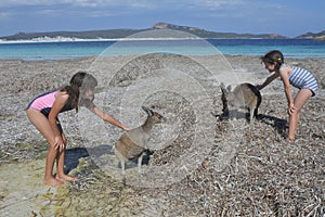 Australian girl playing with Kangaroos in Lucky Bay Western Australia